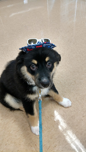 Pet Supply Store «Petco Animal Supplies», reviews and photos, 30697 US Hwy 19 N, Palm Harbor, FL 34684, USA