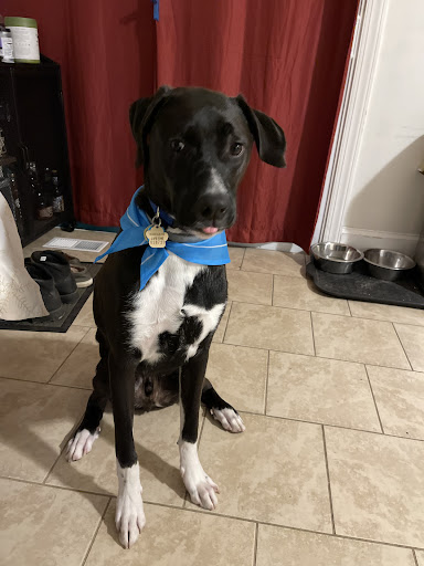 Pet Supply Store «PetSmart», reviews and photos, 7225 Bell Creek Rd Ste 228, Mechanicsville, VA 23111, USA