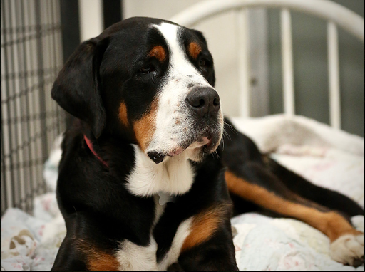 Dogwood Ranch Pet Resort image