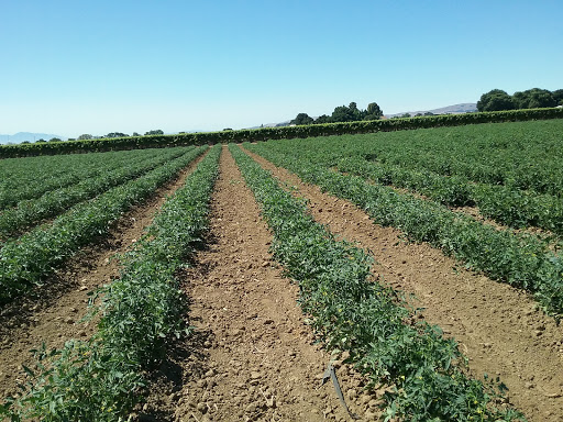 Agricultural production Fairfield