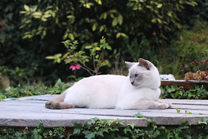 Royal Crystal Thai cats cattery