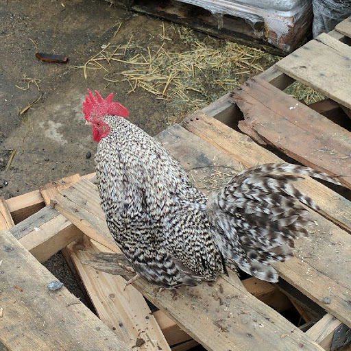 Pet Supply Store «Silva Ranches Feed Store», reviews and photos, 12310 Santa Teresa Blvd, San Martin, CA 95046, USA