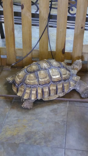 Pet Store «Pet Kingdom», reviews and photos, 4650 S Cleveland Ave, Fort Myers, FL 33907, USA