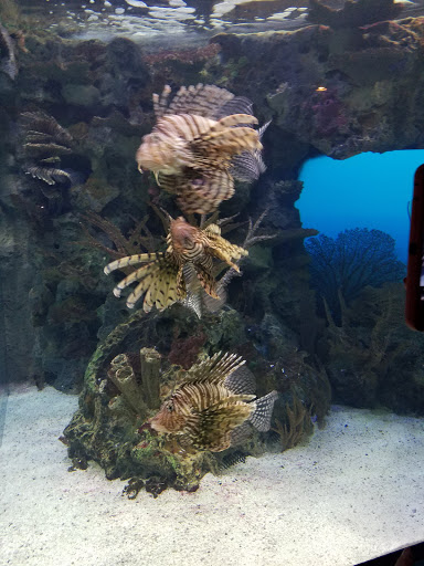 Aquarium «Shark Reef Aquarium at Mandalay Bay», reviews and photos, 3950 S Las Vegas Blvd, Las Vegas, NV 89119, USA