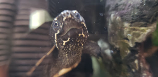 Zoo «Reptile Zoo», reviews and photos, 22715 US-2, Monroe, WA 98272, USA