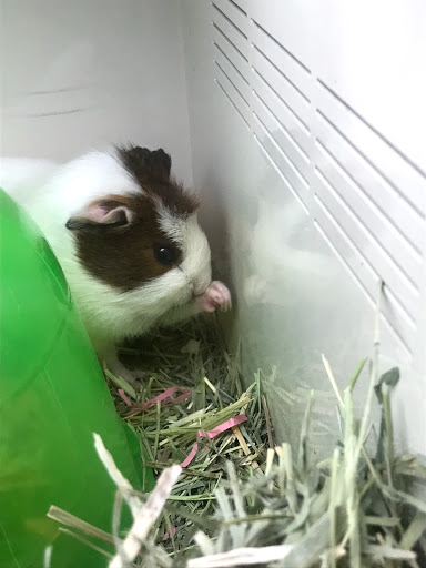 Pet Supply Store «Pet Supplies Plus», reviews and photos, 2912 Council Tree Ave #100, Fort Collins, CO 80525, USA