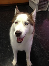 Petsburgh Grooming - Photo 6 - Car repair in Pittsburgh, PA, Pittsburgh