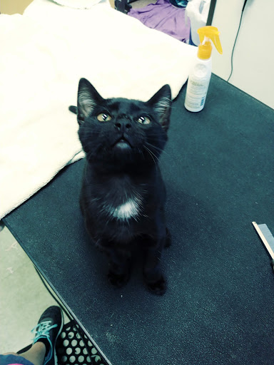 Pet Groomer «Happy Tails Pet Center», reviews and photos, 4370 SE King Rd Ste 260, Milwaukie, OR 97222, USA