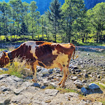 Photo n°6 de l'avis de Carlo.a fait le 18/07/2022 à 11:31 sur le  Val di Mello à Val Masino