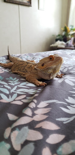 Reptile Store «Reptile Pets Direct», reviews and photos, 8088 Pat Booker Rd, Live Oak, TX 78233, USA