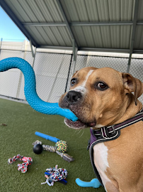 Pet Palace - Indianapolis - Photo 7 - Car repair in Indianapolis, IN, Indianapolis