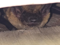 Precision Wildlife Services - Photo 2 - Car repair in East Bridgewater, MA, Brockton