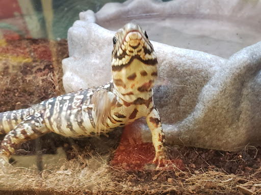 Pet Supply Store «Petco Animal Supplies», reviews and photos, 2131 Pleasant Hill Rd, Duluth, GA 30096, USA