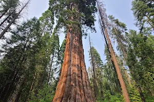 Bull Buck Giant Sequoia image