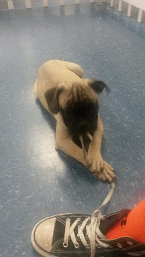 Pet Store «Puppies Plus LLC», reviews and photos, 6405 S Virginia St # 1, Reno, NV 89511, USA