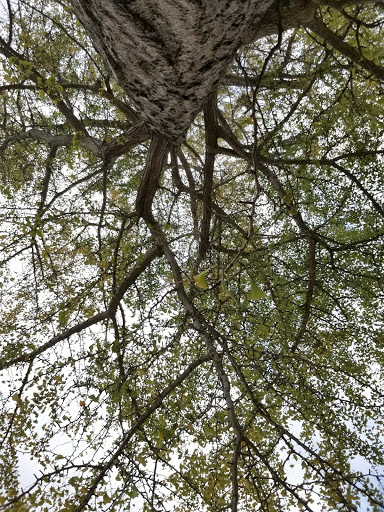 Park «Clasky Common Park», reviews and photos, Purchase St, New Bedford, MA 02740, USA