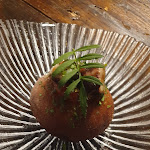 Photo n°6 de l'avis de silvano.a fait le 02/09/2022 à 08:04 sur le  La Limonaia à Turin