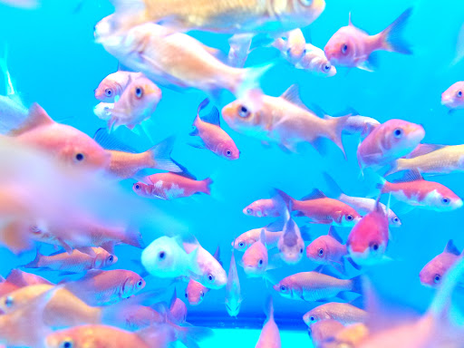 Pet Supply Store «Petco Animal Supplies», reviews and photos, 821 E Expy 83, Weslaco, TX 78599, USA