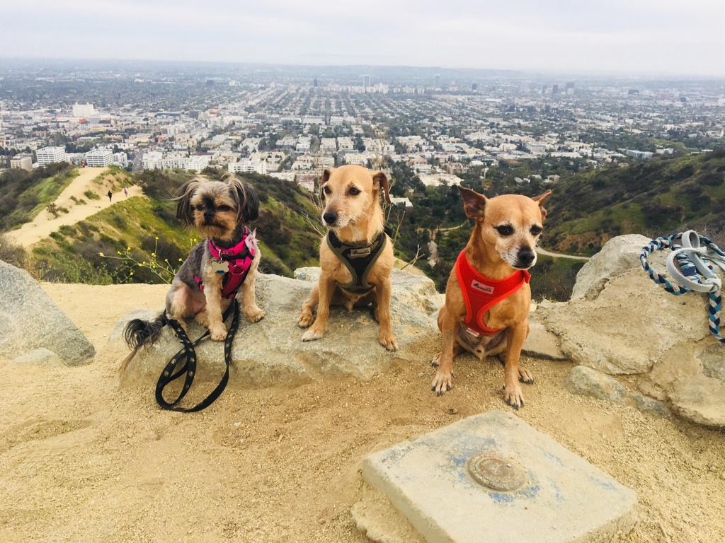 Four Happy Paws LA