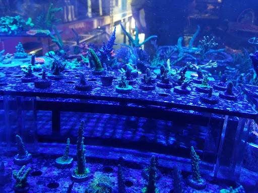 Tropical Fish Store «Ocean Avenue», reviews and photos, 6401 S Cooper St, Arlington, TX 76001, USA