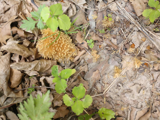 Nature Preserve «Sweedler and Thayer Preserves», reviews and photos, 10 Townline Rd, Ithaca, NY 14850, USA