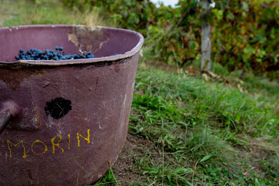 Domaine Famille Morin à Chiroubles