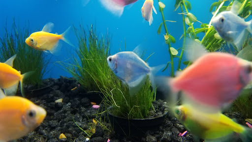 Pet Supply Store «Pet Supermarket», reviews and photos, 938 Semoran Blvd, Casselberry, FL 32707, USA