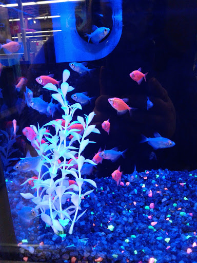 Pet Supply Store «Petco Animal Supplies», reviews and photos, 891 NE D St, Grants Pass, OR 97526, USA