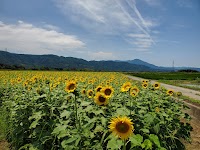 善入寺島のヒマワリ畑・コスモス畑