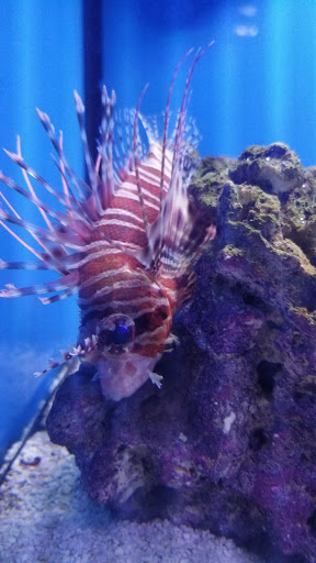 Pet Store «Pet Goods», reviews and photos, 1125 Central Park Ave, Scarsdale, NY 10583, USA