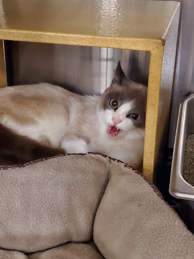 Pet Supply Store «PetSmart», reviews and photos, 420 Home Dr, Pittsburgh, PA 15275, USA