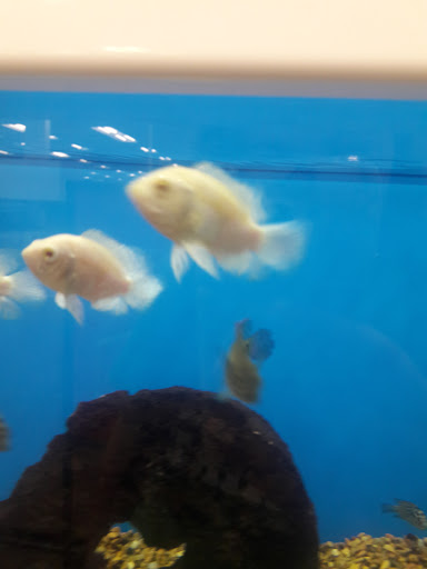 Pet Supply Store «Petco Animal Supplies», reviews and photos, 1203 SE Everett Mall Way f, Everett, WA 98208, USA