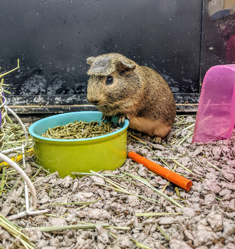 Pet Supply Store «PetSmart», reviews and photos, 5709 Liberty Grove Rd, Rowlett, TX 75089, USA