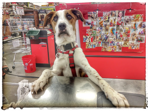 Home Improvement Store «Tractor Supply Co.», reviews and photos, 7409 County Rd 311, Sellersburg, IN 47172, USA