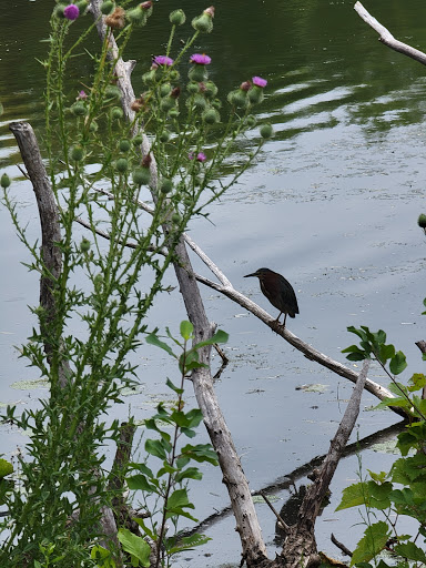 Park «Langton Lake Park», reviews and photos, 1894 County Rd C2 W, Roseville, MN 55113, USA