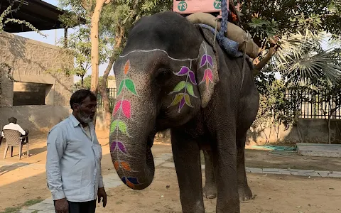 Elephant with Jaipur | Elephant's Best Sanctuary in Jaipur (Contact By Whatsapp) image