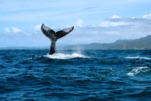 DDD Whale Watching Tour image