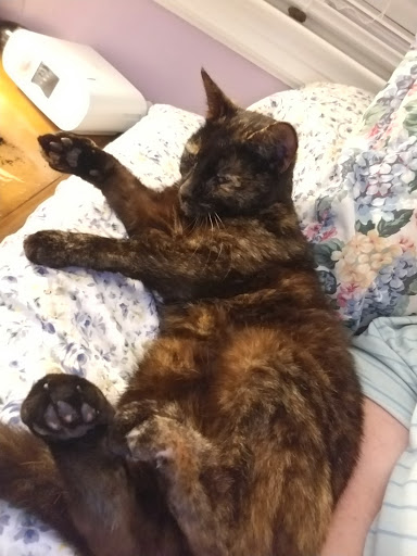 Animal Shelter «Coastal Humane Society», reviews and photos