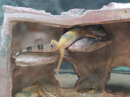 Pet Supply Store «Petco Animal Supplies», reviews and photos, 195 E 12300 S, Draper, UT 84020, USA