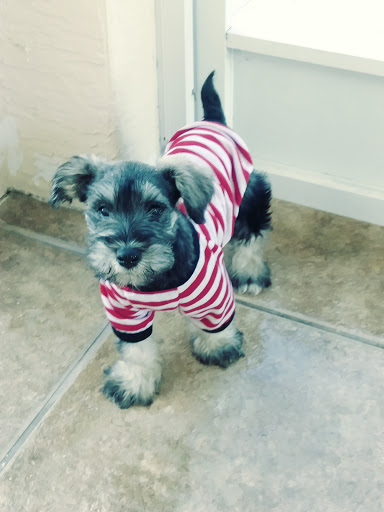 Veterinarian «PetCoral Resort and Veterinary», reviews and photos, 924 Del Prado Blvd, Cape Coral, FL 33990, USA