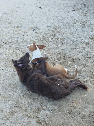 Dog Park «Quail Run dog park», reviews and photos, Severn Tree Blvd, Severn, MD 21144, USA