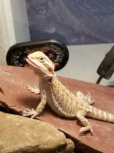 Pet Supply Store «Zen Pets», reviews and photos, 260 Valley St, South Orange, NJ 07079, USA