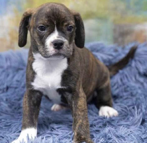 Pet Store «Pet Express», reviews and photos, 100 Independence Way, Danvers, MA 01923, USA