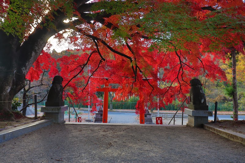 賀茂神社のイロハモミジ(宮城県指定天然記念物)