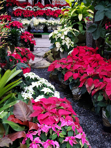 Wholesale Plant Nursery «Galloway Farm Nursery Inc.», reviews and photos, 7790 SW 87th Ave, Miami, FL 33173, USA