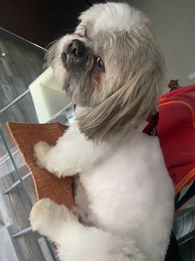 Pet Store «Oak Clips Pet Boutique & Grooming», reviews and photos, 502 N Edgefield Ave, Dallas, TX 75208, USA