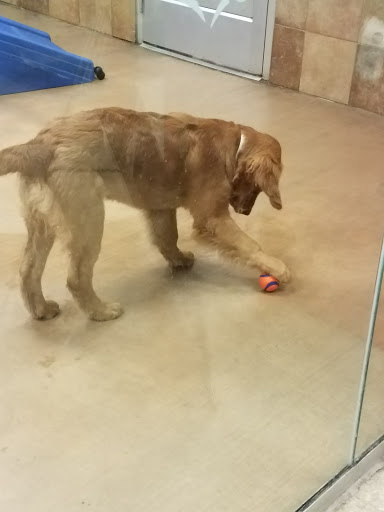 Pet Supply Store «PetSmart», reviews and photos, 3425 Amelia Dr, Orchard Park, NY 14127, USA