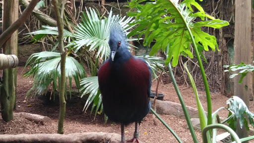 Zoo «Capron Park Zoo», reviews and photos, 201 County St, Attleboro, MA 02703, USA