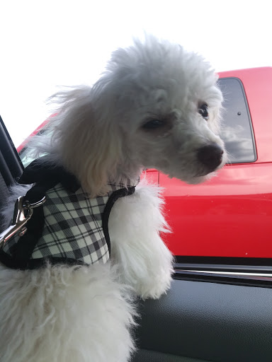 Pet Supply Store «PetSmart», reviews and photos, 2929 James Sanders Blvd f, Paducah, KY 42001, USA