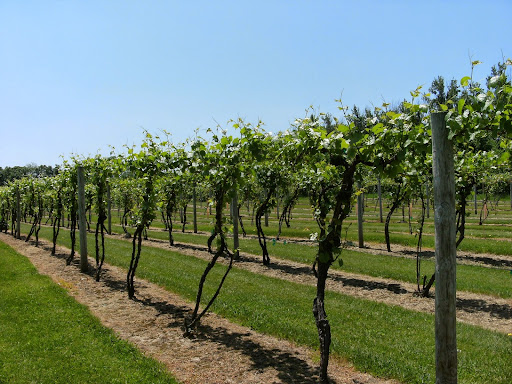 Winery «Saint Croix Vineyards», reviews and photos, 6428 Manning Ave N, Stillwater, MN 55082, USA